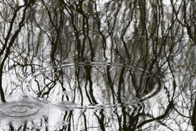 2009-03-28 Leidse Hout 071 (raw) (klein)