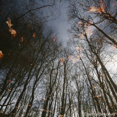 2009-03-28 Leidse Hout 148 (raw) (klein)