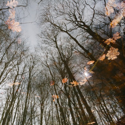 2009-03-28 Leidse Hout 152 (raw) (klein)