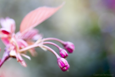 2019-04-03 003 Achtertuin (japanse sierkers) (raw) (klein)