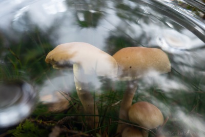 2019-10-27 028 Paddenstoelen bij Lage Vuursche (klein)