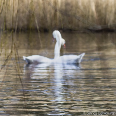 2020-02-10 151 Leidse Hout (raw crop) (klein)