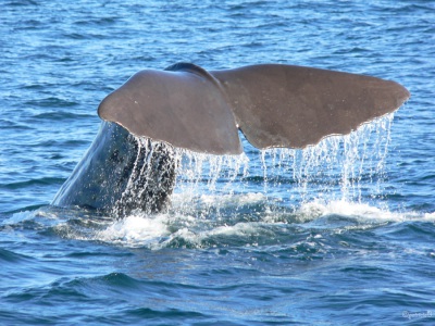 2005-03-15 New-Zealand-P1020322-Whale-Watch-Kaikoura-sperm-whale-2