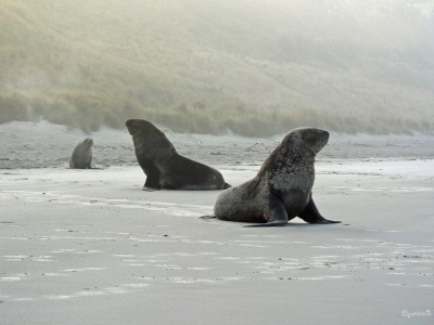 2005-06-03 New-Zealand-P1010698-sea-lions-