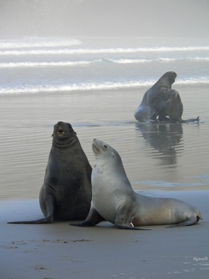 2005-06-03 New-Zealand-P1010709-sea-lions-contrast