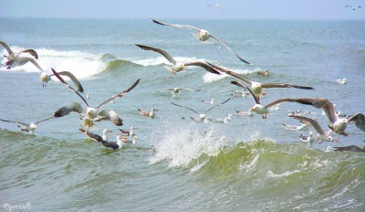 Meeuwen bij Katwijk aan Zee