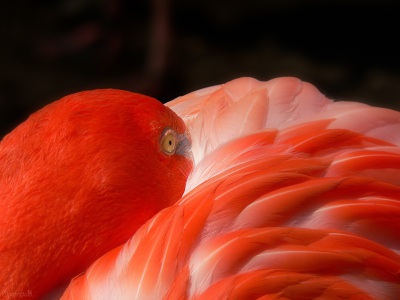 2006-06-10-cubaanse-flamingo