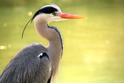 2007-03-24-reiger