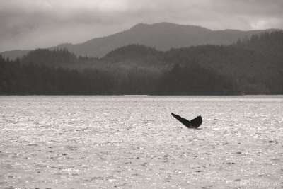 2007-06-28 -1- Stubbs Island Whale Watching 139 Bultrug walvis Houdini & kalf (humpback whale) (edit) (klein)