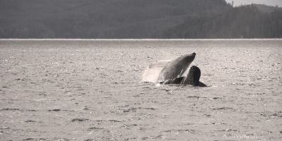 2007-06-28 -1- Stubbs Island Whale Watching 169 Bultrug walvis Houdini & kalf (humpback whale) (edit2) (klein)