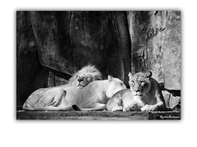 2009-10-17-Ouwehands-Dierenpark-Rhenen-039-Afrikaanse-leeuwen-web