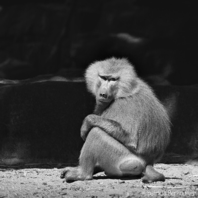 2015-08-02 039 Dierenpark Emmen - Mantelbaviaan (raw) (klein)