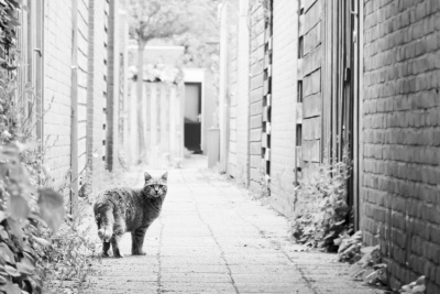 2020-05-22 002 Katten (raw2)