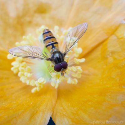 2015-07-06 001 Zweefvlieg in achtertuin (raw crop) (klein)