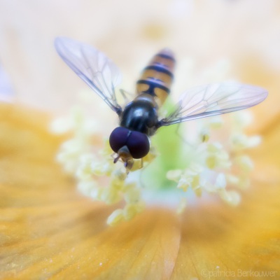 2015-07-06 004 Zweefvlieg in achtertuin (raw) (klein)