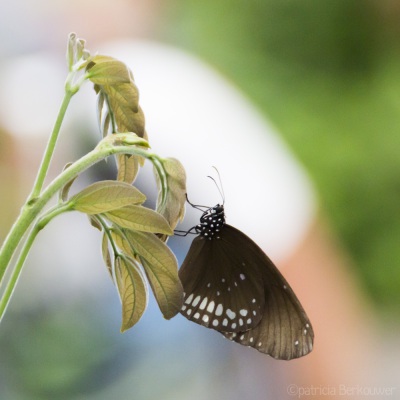 2015-08-02 041 Dierenpark Emmen - Vlindertuin (raw crop) (klein)