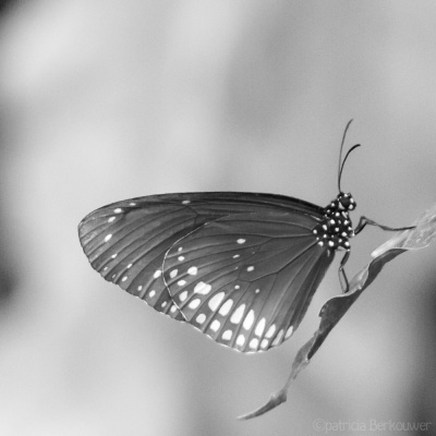 2015-08-02 051 Dierenpark Emmen - Vlindertuin (raw crop) (klein)