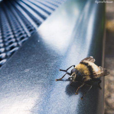 2017-06-09 78 Achtertuin, beestjes (hommel) (klein)