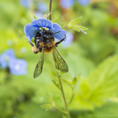 2017-06-10 008 Achtertuin, beestjes (hommels en bijen) (klein)