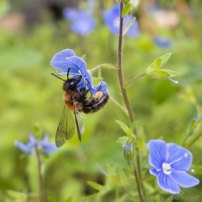 2017-06-10 012 Achtertuin, beestjes (hommels en bijen) (raw) (klein)