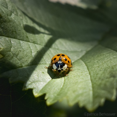 2017-06-14 10 Achtertuin, beestjes (lieveheersbeestje) (raw2) (klein)