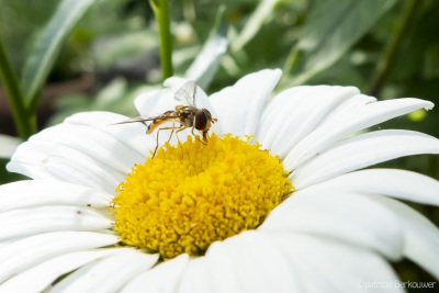 2017-06-26 11 Achtertuin - bloemen (margrieten & beestjes) (raw) (klein)