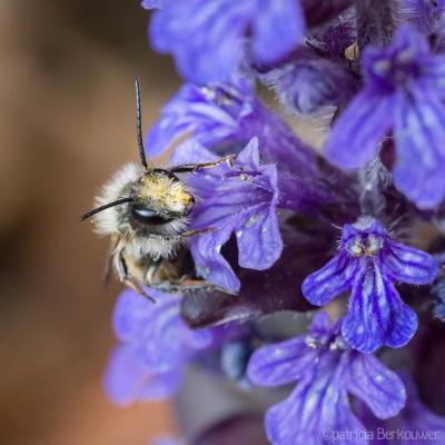 2019-05-06 032 Achtertuin (bij op kruipend zenegroen) (crop) (klein)