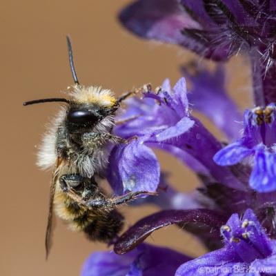 2019-05-06 033 Achtertuin (bij op kruipend zenegroen) (crop) (klein)