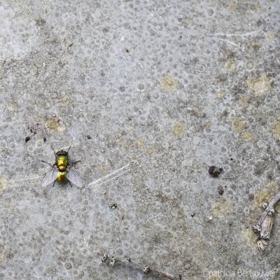 2022-06-07 060 Groene vleesvlieg op tegel - insecten (achtertuin) (raw) (klein)