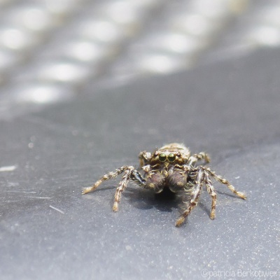 2022-06-07 066 Springspin (schorsmarpisa) op tuintafel - insecten (achtertuin) (raw, crop) (klein)