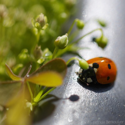 2022-06-12 021 Zevenstippelig lieveheersbeestje - insecten (achtertuin) (raw) (klein)