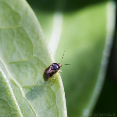 2022-06-12 043 Lichtkoppige varenblindwants op kleine maagdenpalm - insecten (achtertuin) (raw) (klein)