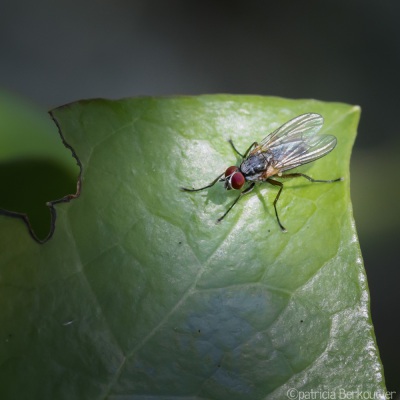2022-06-12 058 Bloemvlieg - insecten (achtertuin) (raw) (klein)