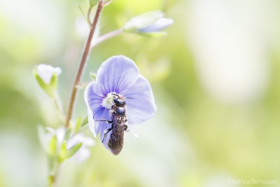 2022-06-13 009 Grote klokjesbij op gewone ereprijs - insecten (achtertuin) (raw) (klein)