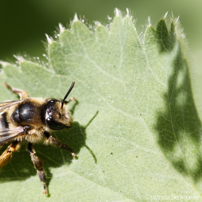 2022-06-13 027 Klokjesdikpoot (hommel) op vrouwenmantel - insecten (achtertuin) (raw) (klein)