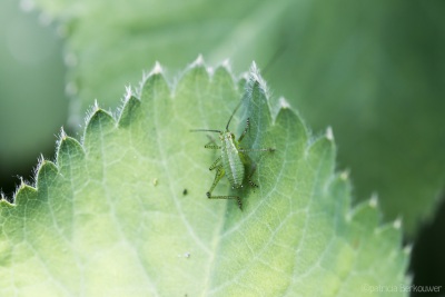 2022-06-13 031 Struiksprinkhaan op vrouwenmantel - insecten (achtertuin) (raw) (klein)