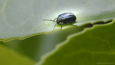 2022-06-15 019 Elzenhaantje (kever) op klimhortensia - insecten (achtertuin) (raw) (klein)