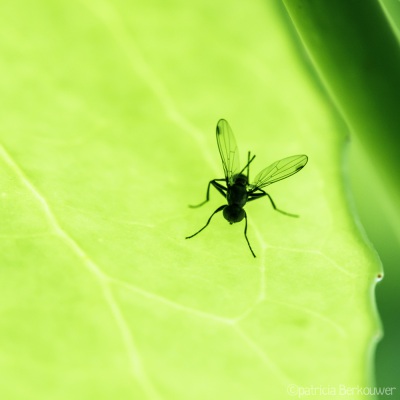 2022-06-18 001 Wenkvliegje - insecten (achtertuin) (raw) (klein)