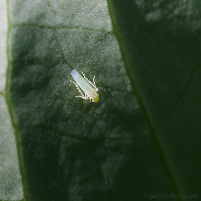 2022-06-21 006 Dwergcicaden (Typhlocybinae) - insecten (achtertuin) (raw) (klein)