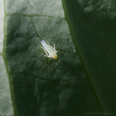 2022-06-21 006 Dwergcicaden (Typhlocybinae) - insecten (achtertuin) (raw) (klein)