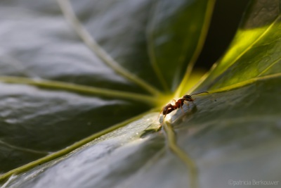 2022-06-21 020 Wegmier op klimop - insecten (achtertuin) (raw) (klein)