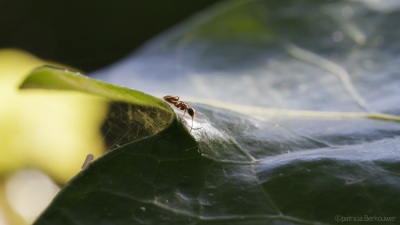 2022-06-21 022 Wegmier op klimop - insecten (achtertuin) (raw) (klein)