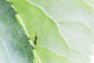 2022-06-21 037 Parasitaire wesp (waarschijnlijk) op klimhortensia - insecten (achtertuin) (raw) (klein)