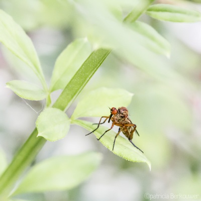 2022-06-21 050 Akkerdisteldansvlieg - insecten (achtertuin) (raw) (klein)