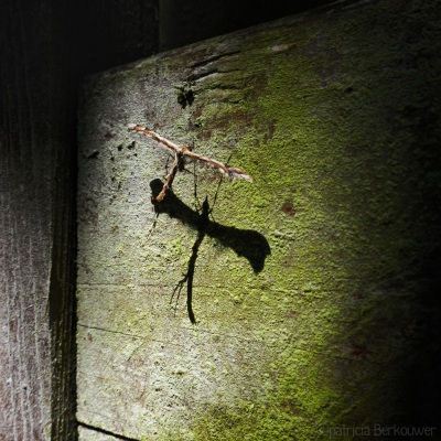 2022-06-22 020 Scherphoekvedermot op schutting - insecten (achtertuin) (raw) (klein)