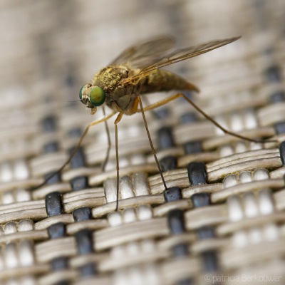 2022-06-23 048 Geelpoot-goudlokje (snipvlieg) - insecten (achtertuin) (raw) (klein)