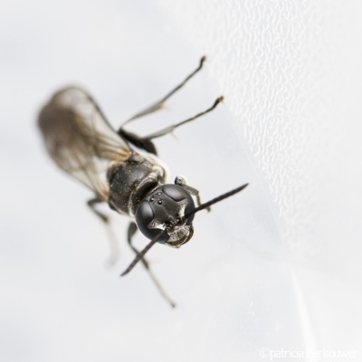 2022-06-24 018 Pottenbakkerswesp in bakje - insecten (achtertuin) (raw) (klein)