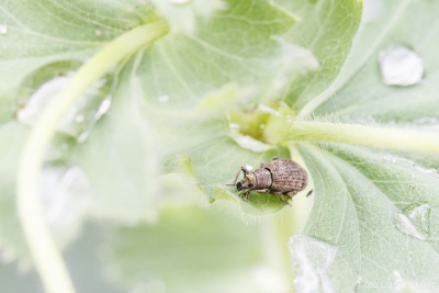 2022-06-24 045 Grauwbruine dennensnuitkever op vrouwenmantel - insecten (achtertuin) (raw) (klein)