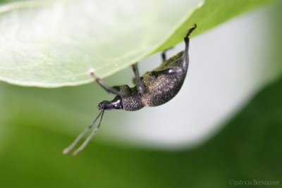 2022-06-24 080 Gegroefde lapsnuitkever op klimop - insecten (achtertuin) (raw) (klein)