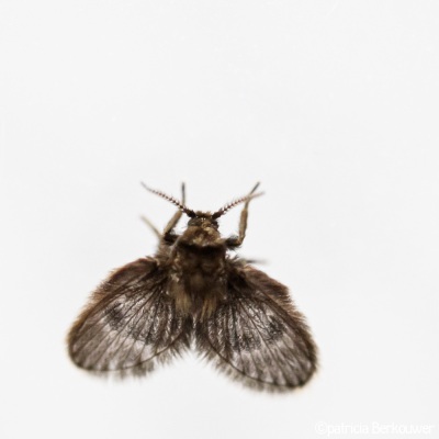 2022-06-26 011 Motmug (Peripsychoda) in bakje - insecten (achtertuin) (raw) (klein)